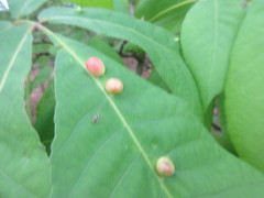 Phylloxera caryaeglobuli