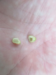 Phylloxera caryaeglobuli