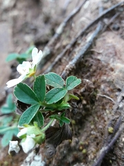 Potentilla montana