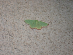 Eucrostes indigenata