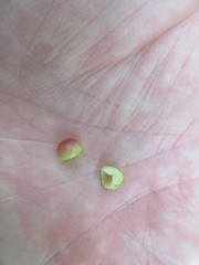 Phylloxera caryaeglobuli