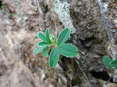 Potentilla montana