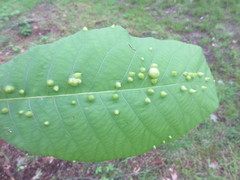 Phylloxera caryaeglobuli