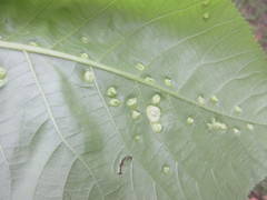 Phylloxera caryaeglobuli