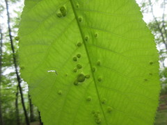 Phylloxera caryaeglobuli