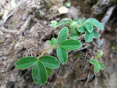 Potentilla montana