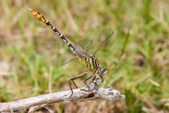 Dromogomphus spoliatus