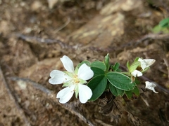 Potentilla montana