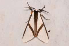 Turuptiana obliqua