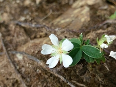 Potentilla montana