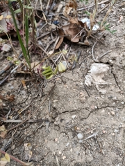 Medicago orbicularis