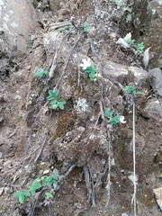Potentilla montana