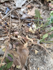 Medicago orbicularis