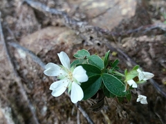 Potentilla montana