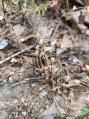 Medicago orbicularis