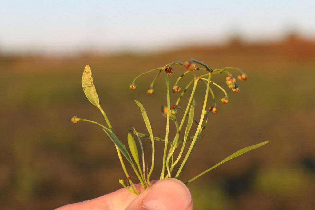 dwarf burhead (Florianopolis - Plants - Monocots) · iNaturalist