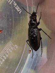 Blethisa multipunctata