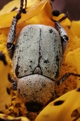 Hoplia chlorophana