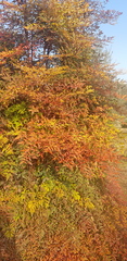 Nandina domestica