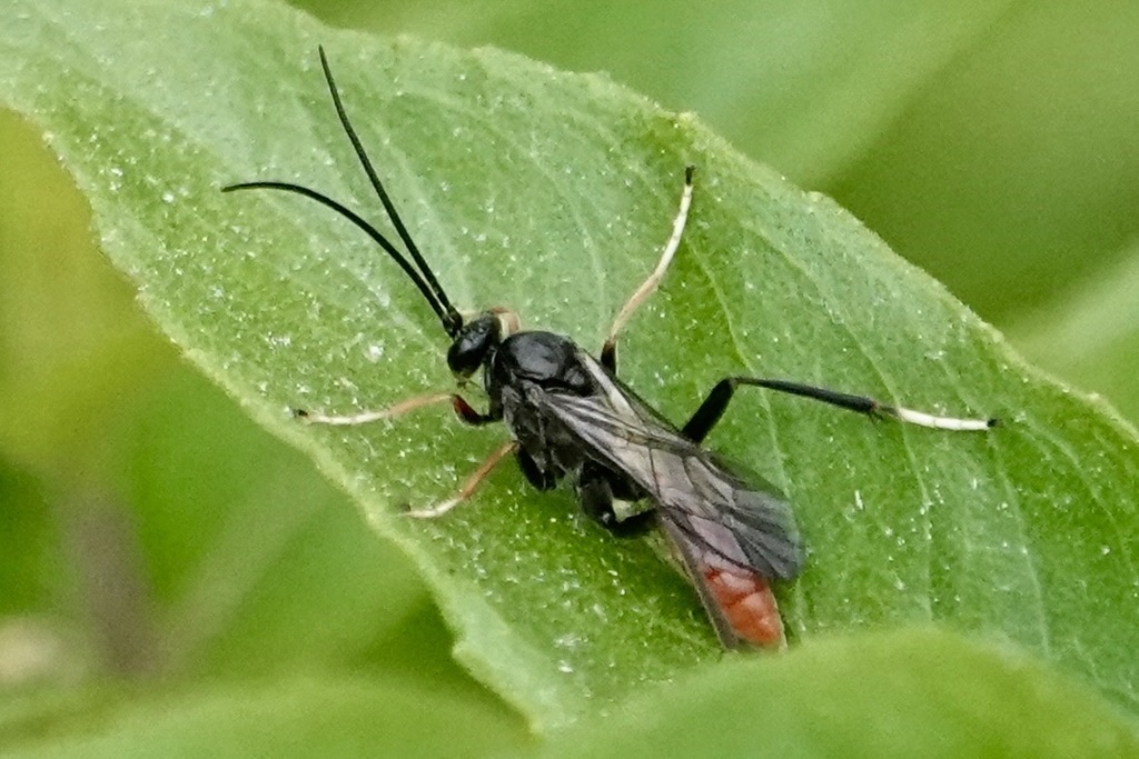 Idiolispa aestivalis
