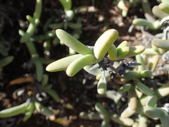 Ruschia viridifolia