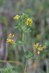 Medicago carstiensis