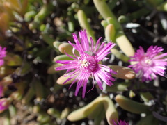 Ruschia viridifolia