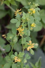 Medicago carstiensis