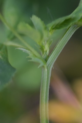 Medicago carstiensis