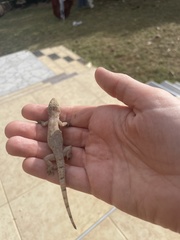 Hemidactylus mabouia