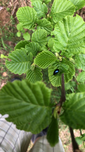 Mėlynasis alksniagraužis