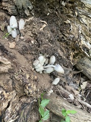 Coprinopsis strossmayeri