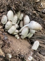 Coprinopsis strossmayeri