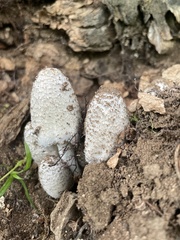 Coprinopsis strossmayeri