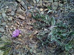 Psephellus turgaicus