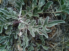 Psephellus turgaicus