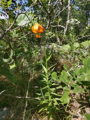 Lilium carniolicum