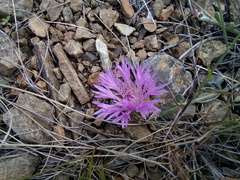 Psephellus turgaicus