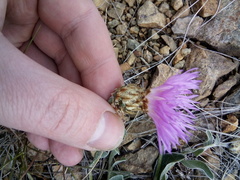 Psephellus turgaicus