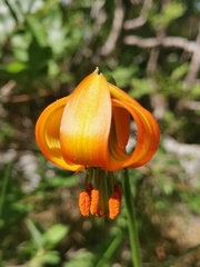 Lilium carniolicum