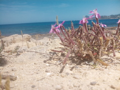 Silene cambessedesii