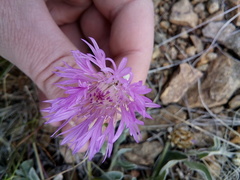 Psephellus turgaicus