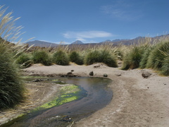 Festuca chrysophylla