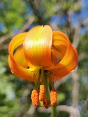 Lilium carniolicum