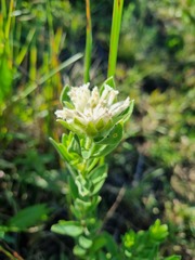 Lasiosiphon calocephalus