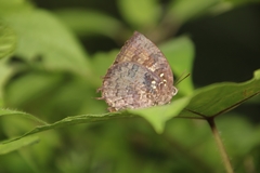 Thaduka multicaudata