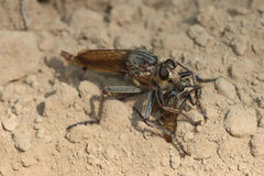 Proctacanthus milbertii