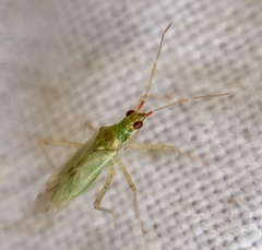 Dicyphus epilobii
