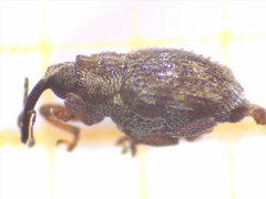 Trichosirocalus