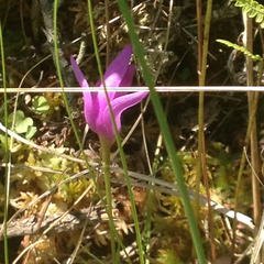 Arethusa bulbosa